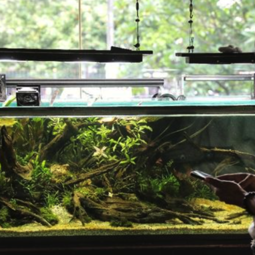 Akhirnya Bisa Tidur Nyenyak Pantau Akuarium Dari Jauh Tanpa Takut Koneksi Internet Tiba-Tiba Putus